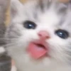 cute kittens 24