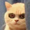 cats 25