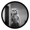 Funny Cats 26
