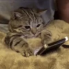 cute pets 26