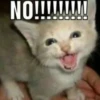 cats 26