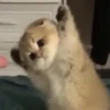 cute kittens 25