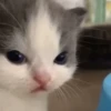 cute kittens 26