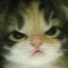 cute kittens 27