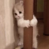 cute kittens 28