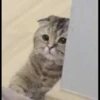 cute pets 27