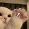 cute kittens 29