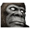 Gorilla gorilla 27