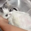 cute pets 28