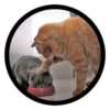 Funny Cats 27