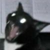 cats 28