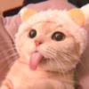 cutie kittens 26