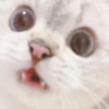 cutie kittens 27
