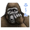 Gorilla gorilla 29