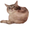 kitani 27