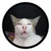 Funny Cats 28