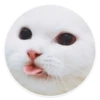kitani 29