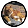 Funny Cats 30