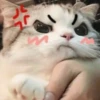 cats 29