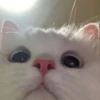 cute kittens 30