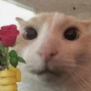 cats 30