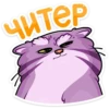 manya_the_manul_vk 16