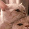 Kitty mood 5