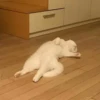 Kitty mood 6