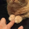 Kitty mood 7