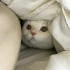 Kitty mood 8