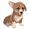 Corgi Dog 7