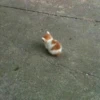 Kitty mood 9