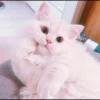 Kittenmiaw 6
