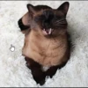 Cola_The_Cat 5
