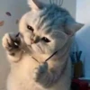 Kitty mood 12