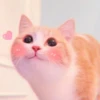 Kittenmiaw 7
