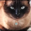 Cola_The_Cat 6