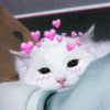 Kittenmiaw 8