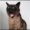 Cola_The_Cat 7