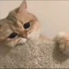 Kitty mood 13