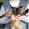 Cola_The_Cat 8