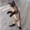 Cola_The_Cat 9