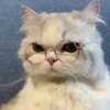 Kitty mood 16