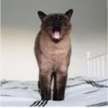 Cola_The_Cat 10