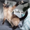 Cola_The_Cat 11