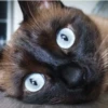 Cola_The_Cat 12