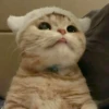 Kitty mood 17