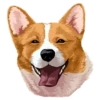 Corgi Dog 15