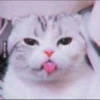Kittenmiaw 12
