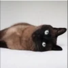 Cola_The_Cat 14
